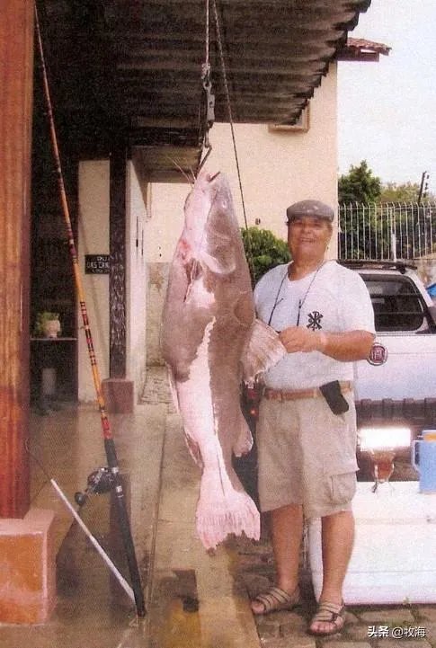 世界最大的鲶鱼都有哪些？