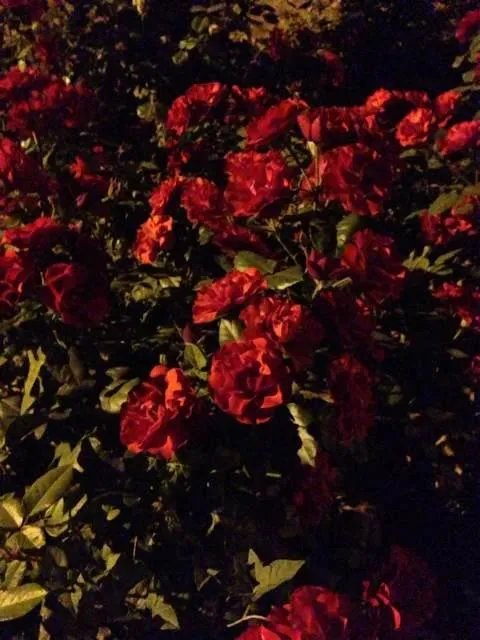 有哪些好看的碎花壁纸？