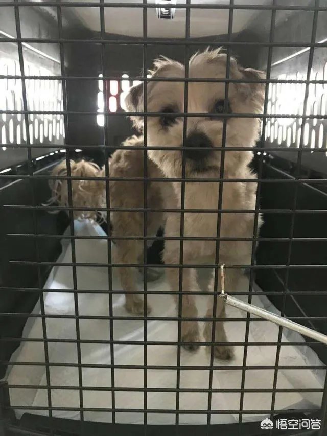 网曝东航又一金毛托运惨死，宠物托运为什么会频出事故？