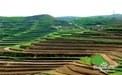 六大标准教你怎么鉴别优质的亚麻籽油？