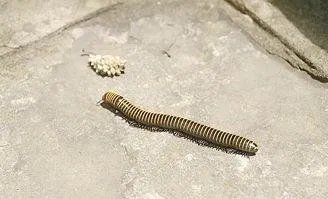 鼬蜓和蛐蜓有什么区别