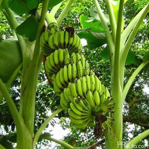 皇帝蕉种植方法 皇帝蕉的食用注意事项