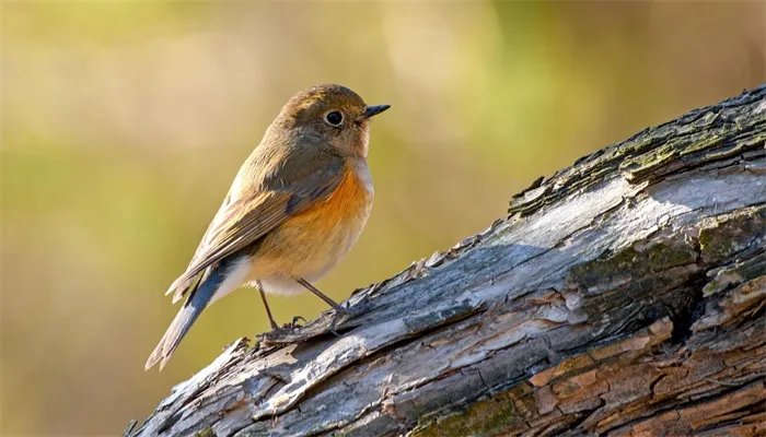 候鸟是什么 候鸟有哪些