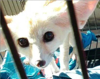 阔耳狐可以当宠物养吗