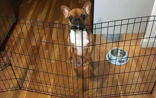 北京一夫妻疑因吵架产生矛盾，把狗推下4楼，此举为何被网友谴责？