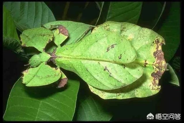 为什么打野战时要穿迷彩服呢？