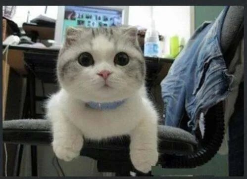 手机上怎么处理图片，就是可以把一张照片弄成搞笑的？