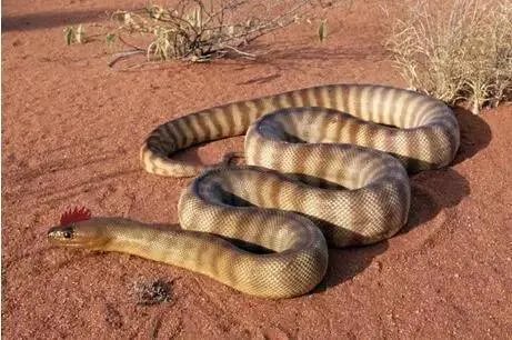 盗墓笔记十大恐怖怪物 听起来就不寒而栗，你被吓到了吗