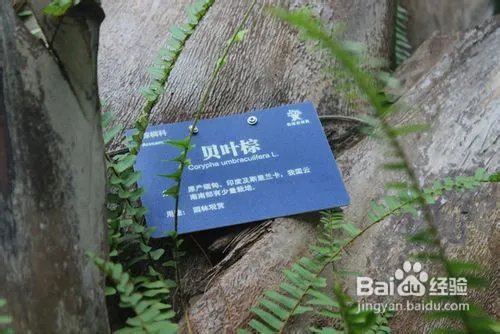 深圳仙湖植物园旅游攻略