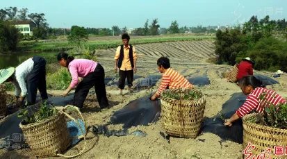 80后的中学教师辞职回乡当农民,他回乡具体是做什么的?