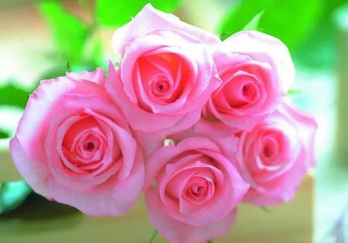 25朵玫瑰花语是什么 玫瑰花几朵代表含义是什么