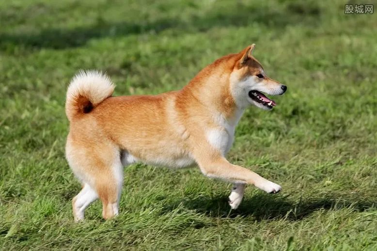 两男子持棍打狗女子哭泣阻拦 残忍毒打实在太可恶了