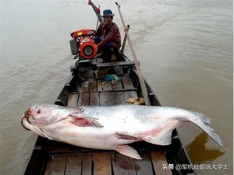 世界最大的鲶鱼都有哪些？