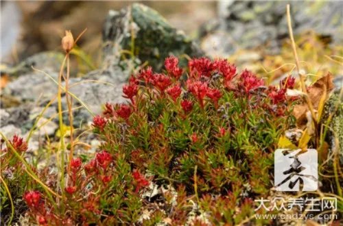  高山红景天的功效与作用