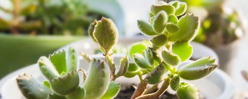 熊童子的养殖方法和注意事项 熊童子的养殖方法