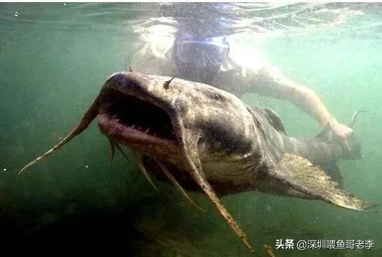 世界最大的鲶鱼都有哪些？