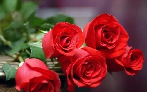 25朵玫瑰花语是什么 玫瑰花几朵代表含义是什么