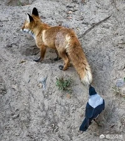 如何看待乌鸦拔熊猫毛搭窝？