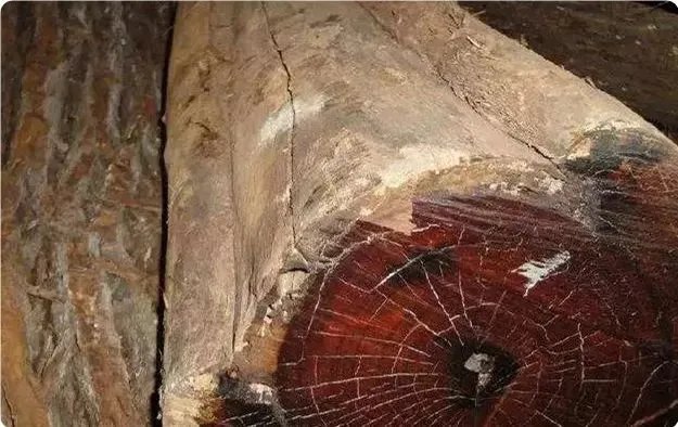 世界上最硬的10种木材你知道几种?