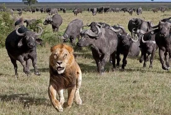 白肢野牛和非洲野牛哪个战斗力更强、牛角更有杀伤力?