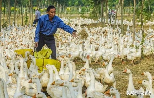 养殖种植什么前景好?