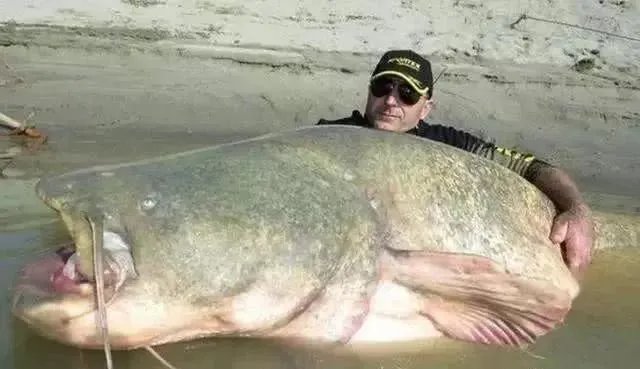 世界最大的鲶鱼都有哪些？
