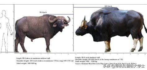 白肢野牛和非洲野牛哪个战斗力更强、牛角更有杀伤力?