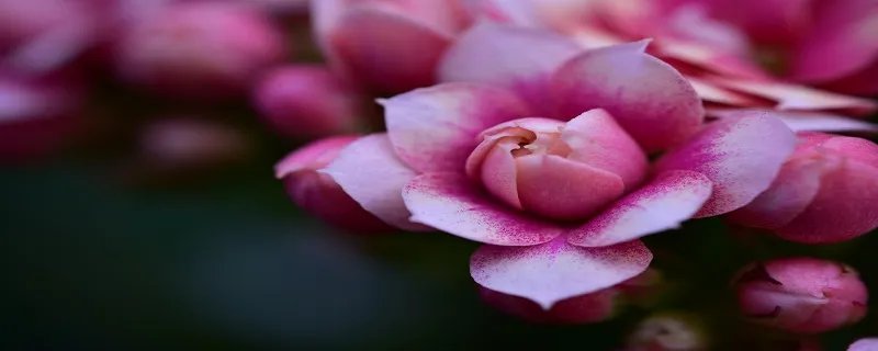 长寿花的养殖方法和注意事项 长寿花的养殖方法