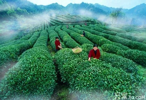 云雾茶怎么泡 云雾茶的冲泡方法