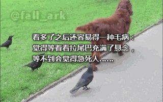 如何看待乌鸦拔熊猫毛搭窝？