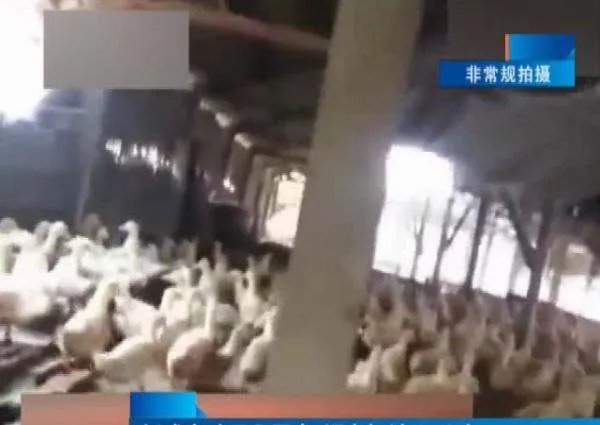 一只烤鸭只卖18元背后有什么内幕?