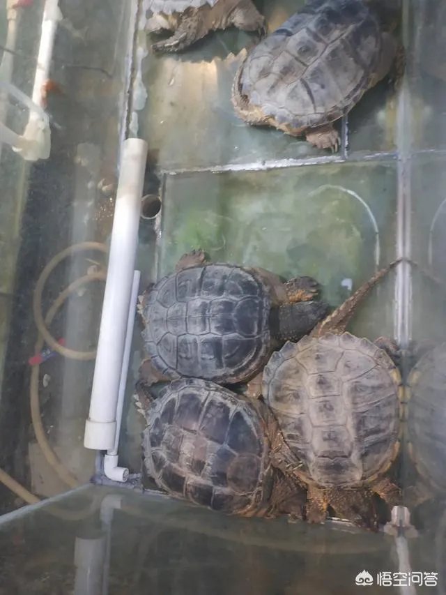 重庆轨道交通环线才通车就出现故障，什么叫人防门侵入限界？