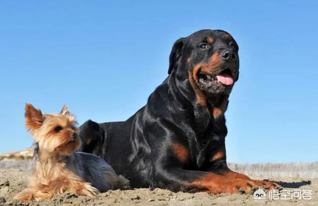 为什么罗威纳很少有人养？