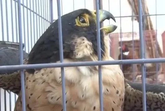 云南一居民家中发现怪鸟是什么呢？