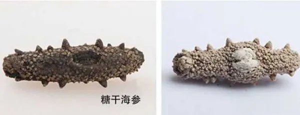 海参哪一种海参比较好