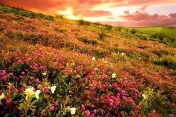 世界十大花海 最浪漫不过普罗旺斯薰衣草,一定要去