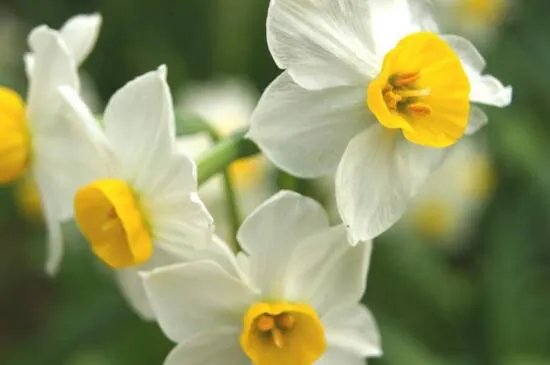 水仙花一天当中在什么时间开花?