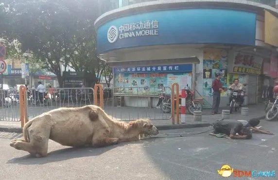骆驼四肢被砍成乞讨工具 网友：请先救救人的良心