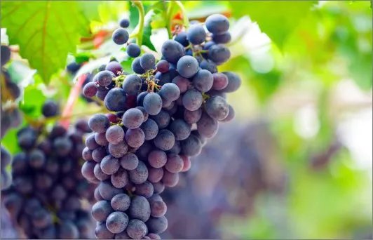 葡萄的营养价值