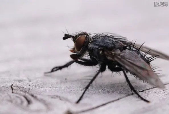 皮肤蝇 皮肤里不断有虫子爬出令人看了直发抖