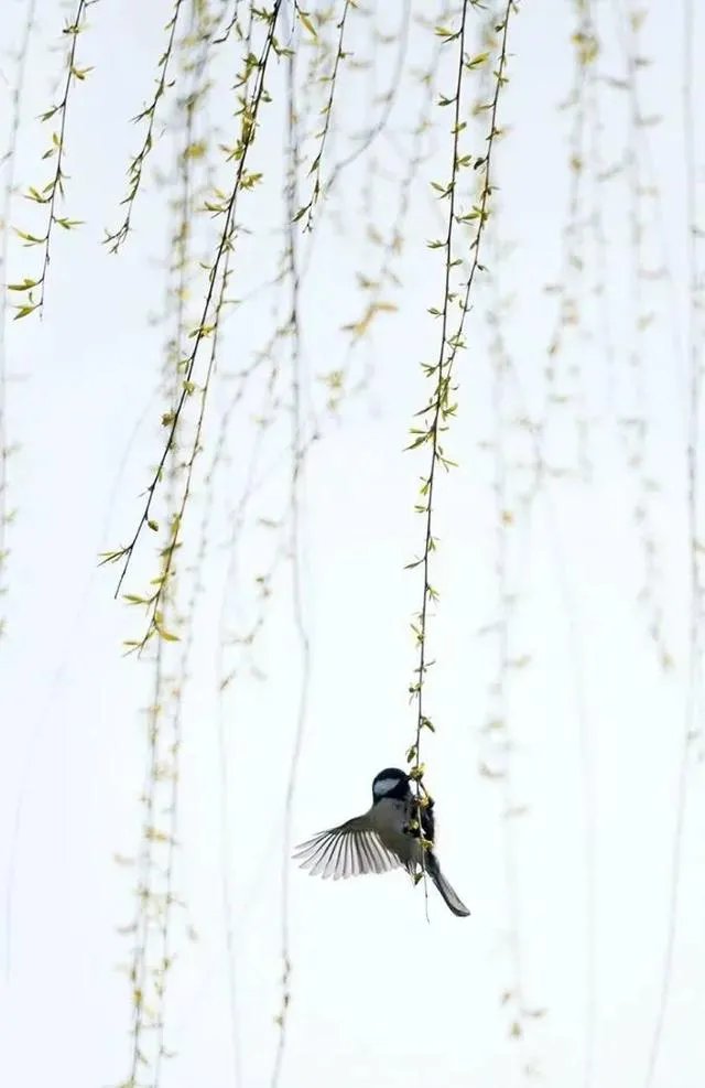 惊蛰是什么意思?