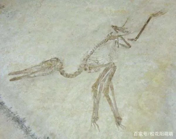 琥珀中发现了恐龙羽毛，那恐龙的外貌究竟是怎样的呢？