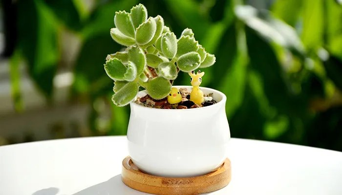 熊童子的养殖方法和注意事项 熊童子的养殖方法