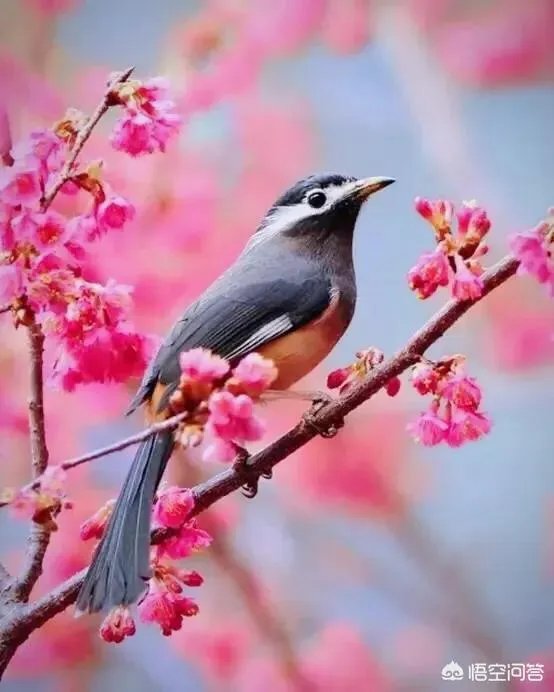 惊蛰是什么意思?