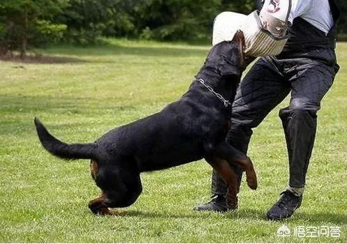 为什么罗威纳很少有人养？