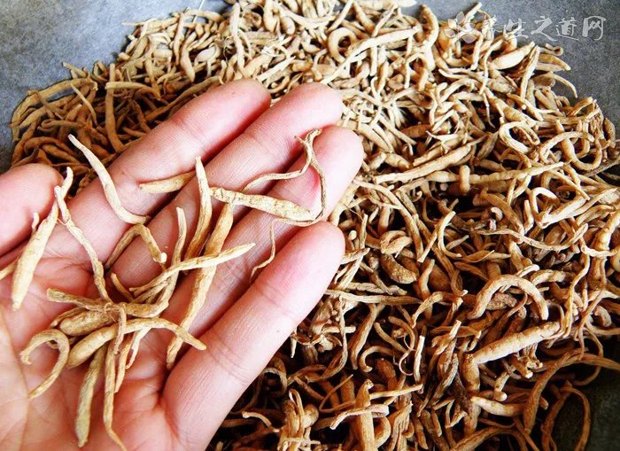 世界最小狗品种是什么