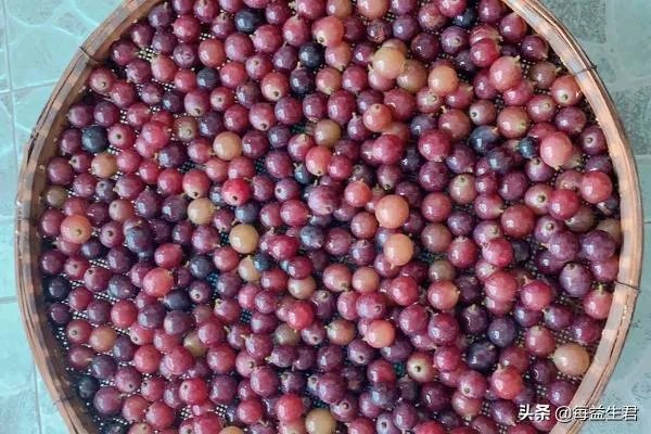 酿酒的方法和步骤?