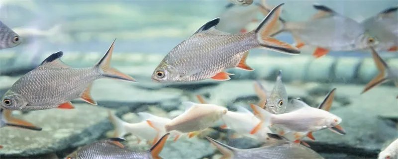 哪种生物的生命力最强 生命力最强的生物是