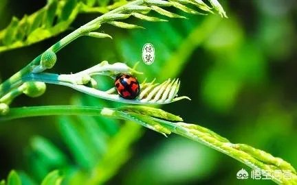 惊蛰是什么意思?