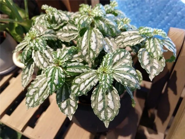 Nokia 8 sirocco评测 抛开情怀依然经典